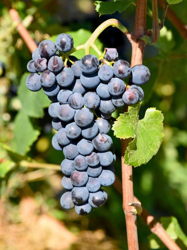 Weinrebe, Weintraube 'Dornfelder' I Vitis vinifera 'Dornfelder' im Onlineshop der Bohlken Baumschulen