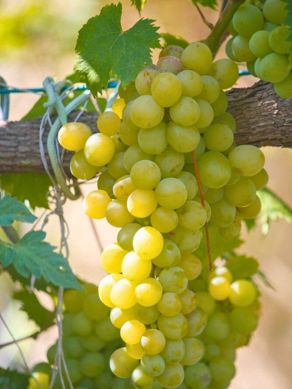 Weinrebe, Weintraube I Vitis vinifera 'Gelber Muskateller' im Onlineshop der Bohlken Baumschulen