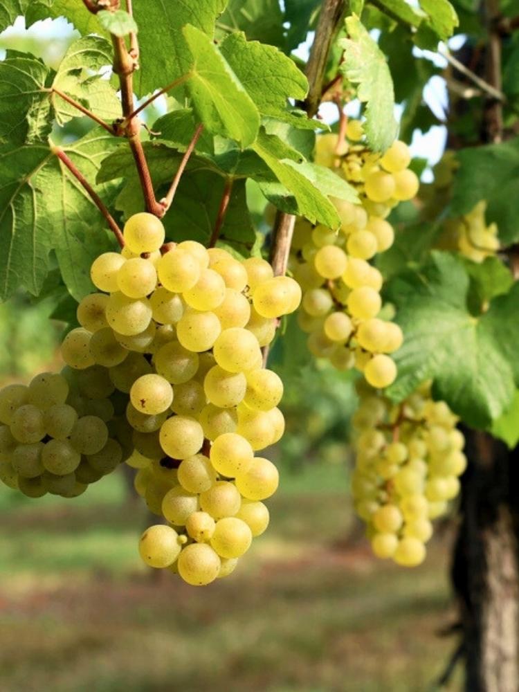 Weinrebe, Weintraube 'Himrod' I Vitis vinifera 'Himrod' im Onlineshop der Bohlken Baumschulen