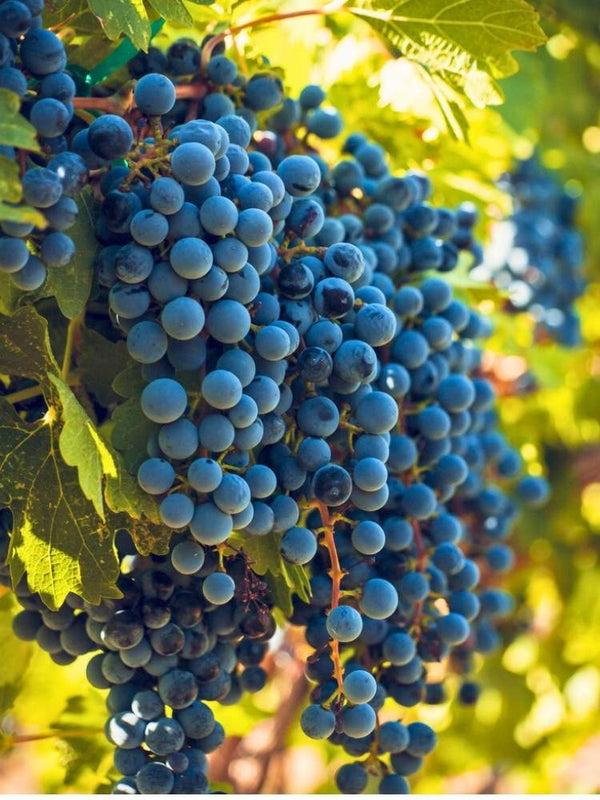Weinrebe, Weintraube 'Merlot' I Vitis vinifera 'Merlot' im Onlineshop der Bohlken Baumschulen