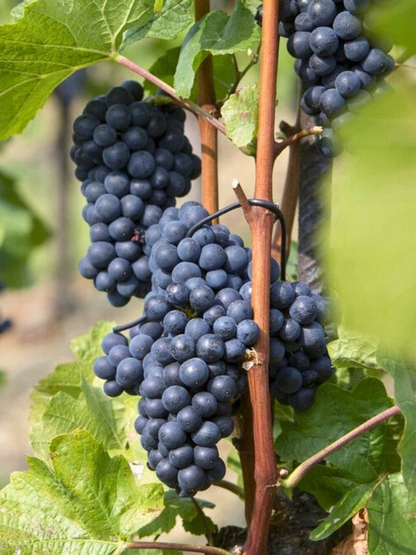 Weinrebe, Weintraube I Vitis vinifera 'Muskat New York' im Onlineshop der Bohlken Baumschulen