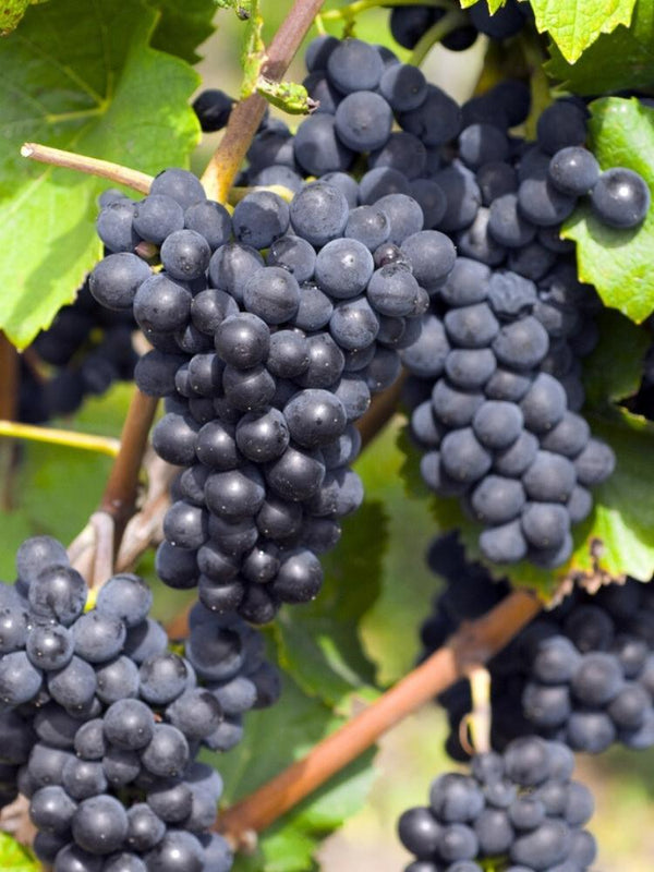 Weinrebe, Weintraube 'Nero' I Vitis vinifera 'Nero' im Onlineshop der Bohlken Baumschulen