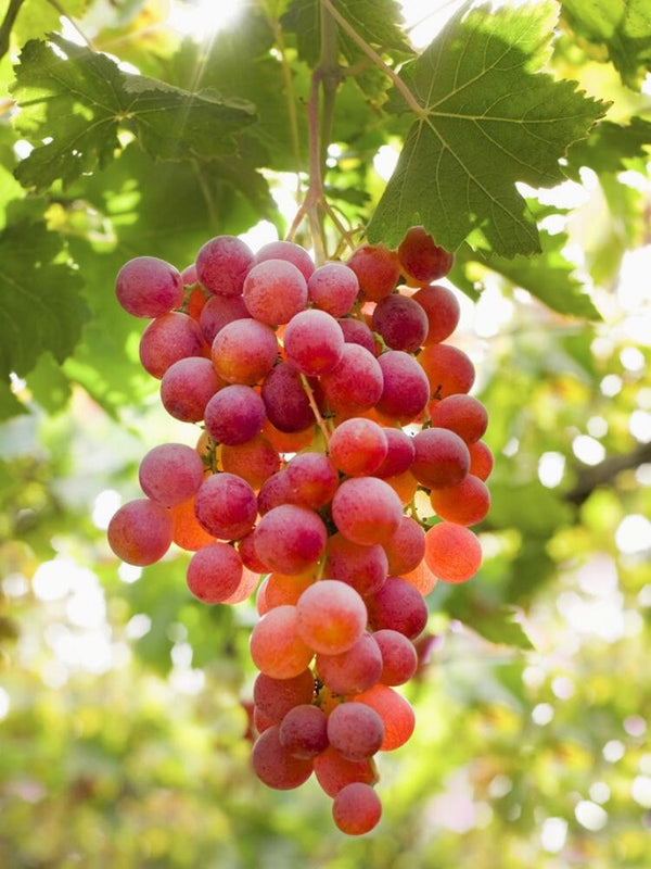 Weinrebe, Weintraube 'Piroschka' ® I Vitis vinifera 'Piroschka' ® im Onlineshop der Bohlken Baumschulen