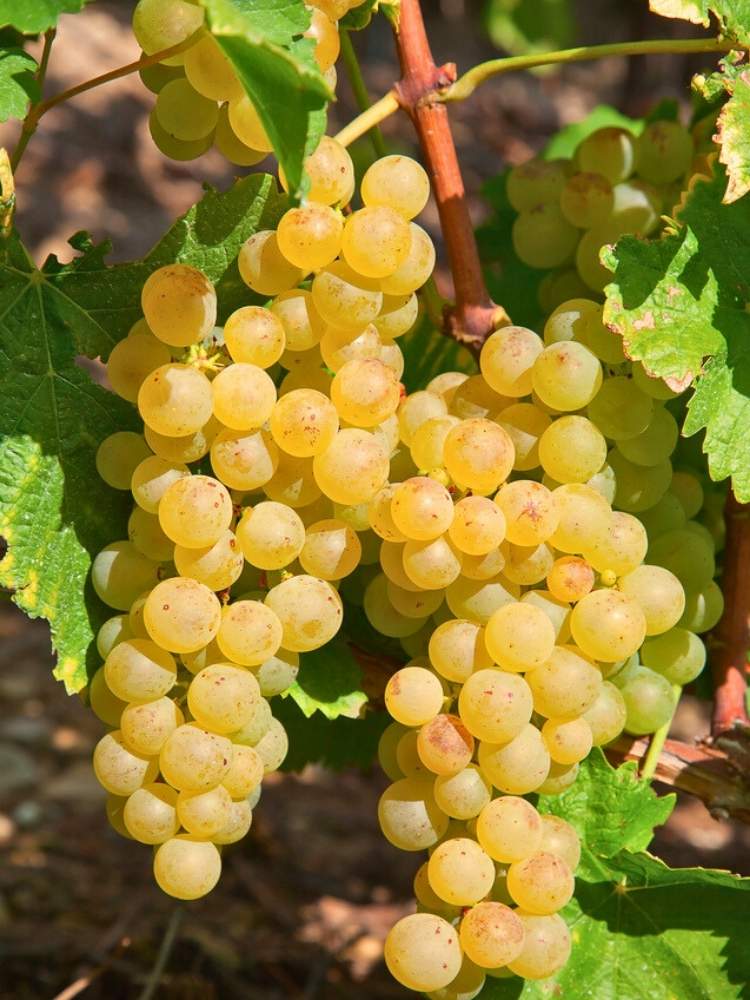 Weinrebe, Weintraube 'Primus' I Vitis vinifera 'Primus' im Onlineshop der Bohlken Baumschulen