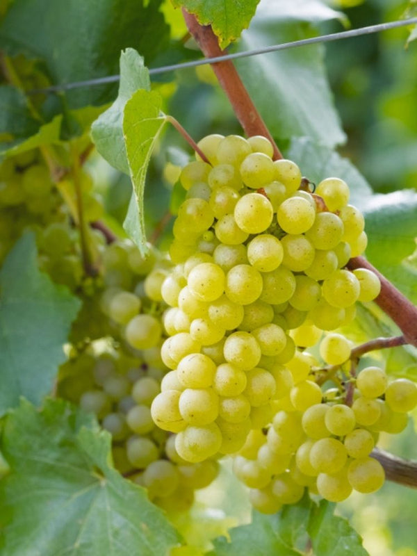 Weinrebe, Weintraube 'Pusztatraube' I Vitis vinifera 'Pusztatraube' im Onlineshop der Bohlken Baumschulen