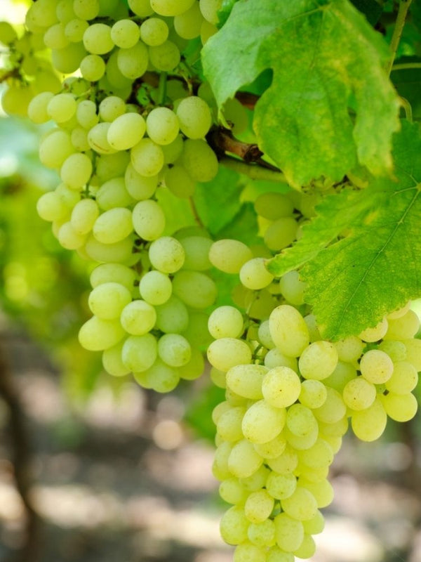 Weinrebe, Weintraube 'Romulus' I Vitis vinifera 'Romulus' im Onlineshop der Bhlken Baumschulen