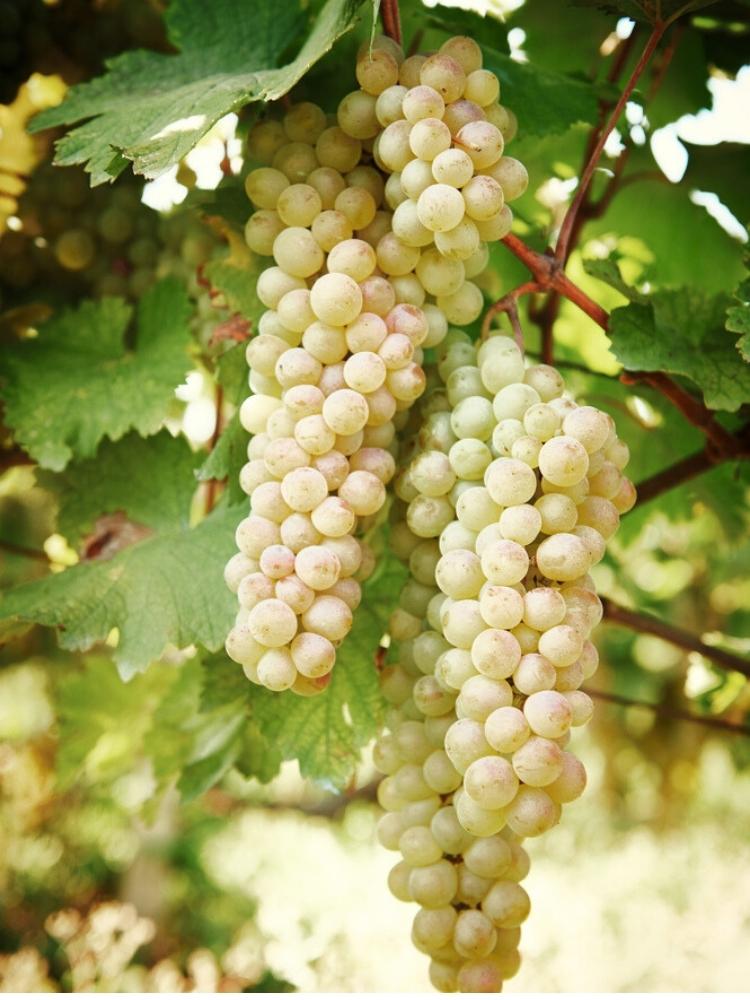Weinrebe, Weintraube 'Sauvignon Blanc' I Vitis vinifera 'Sauvignon Blanc' im Onlineshop der Bohlken Baumschulen