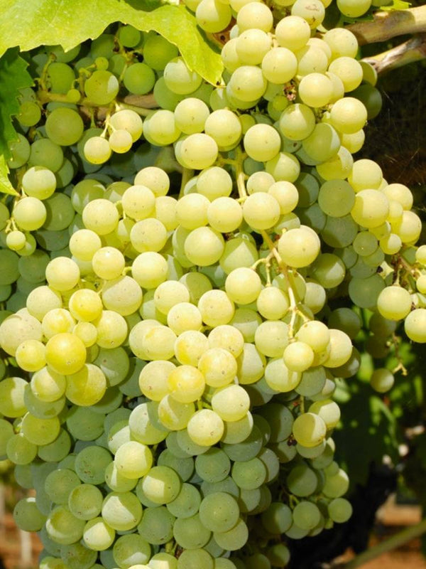 Weinrebe, Weintraube 'Solaris' I Vitis vinifera 'Solaris' im Onlineshop der Bohlken Baumschulen