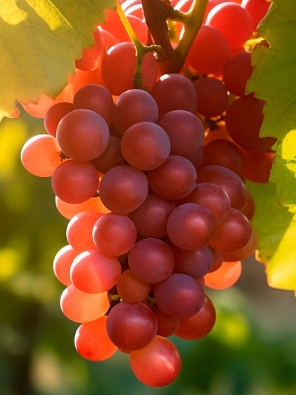 Weinrebe, Weintraube 'Suffolk Red' I Vitis vinifera 'Suffolk Red', im Onlineshop der Bohlken Baumschulen