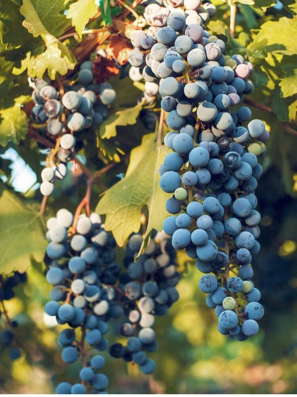 Weinrebe, Weintraube 'Syrah' I Vitis vinifera 'Syrah' im Onlineshop der Bohlken Baumschulen