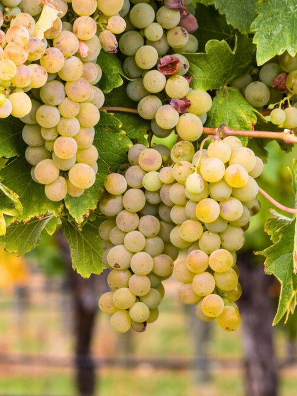 Weinrebe, Weintraube 'Weißer Riesling' I Vitis vinifera 'Weißer Riesling' im Onlineshop der Bohlken Baumschulen