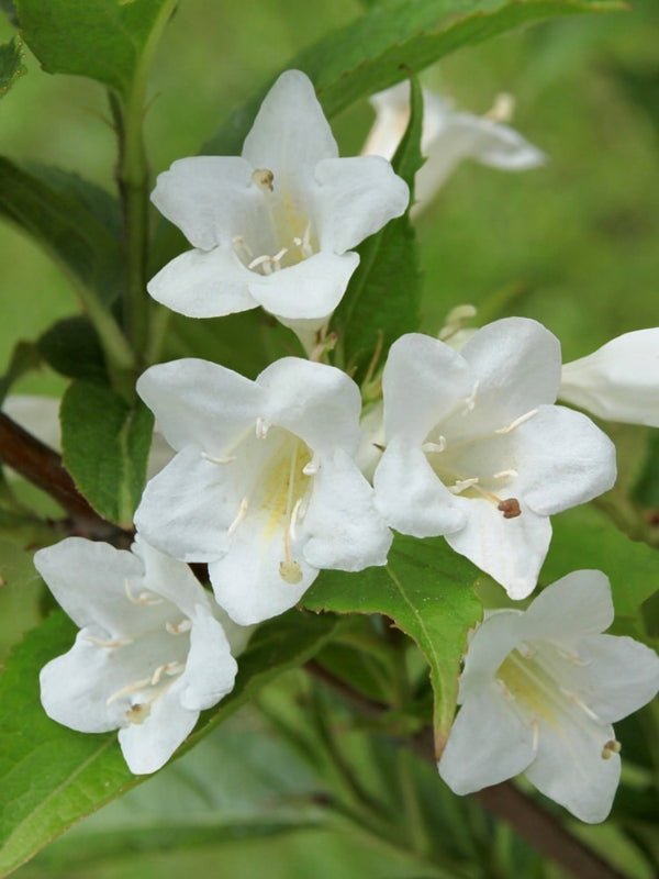 Weigela 'Picobella Bianco', Zwerg-Weigelie 'Picobella Bianco' im Onlineshop der Bohlken Baumschulen