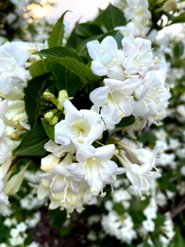 Weigela 'Picobella Bianco', Zwerg-Weigelie 'Picobella Bianco' im Onlineshop der Bohlken Baumschulen