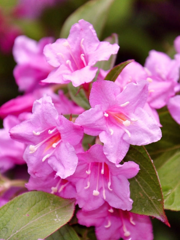 Weigela 'Picobella Rosa', Zwerg-Weigelie 'Picobella Rosa' im Onlineshop der Bohlken Baumschulen