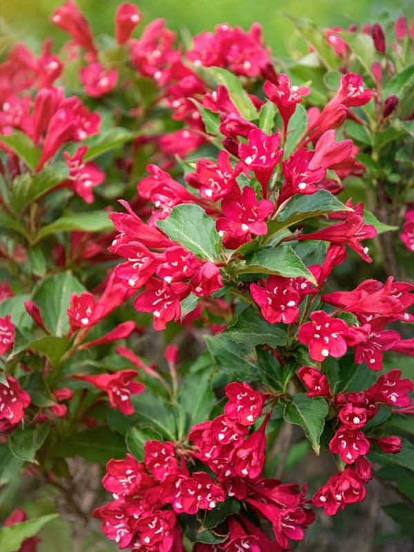 Weigela 'Picobella Rosso', Zwerg-Weigelie 'Picobella Rosso' im Onlineshop der Bohlken Baumschulen