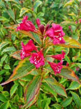 Weigela florida 'Brigela', Weigelie 'Brigela' im Onlineshop der Bohlken Baumschulen