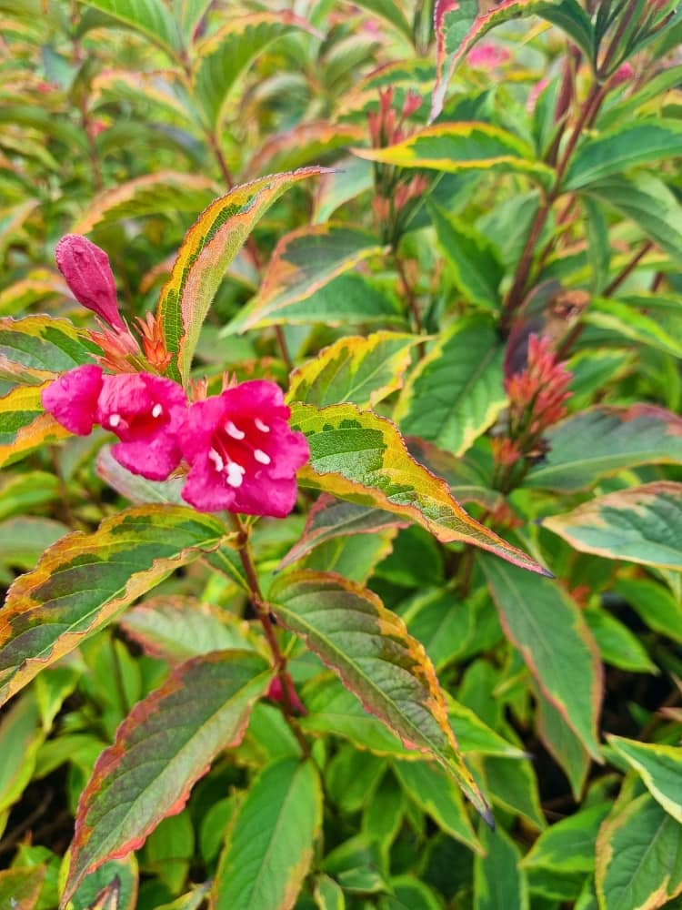 Weigela florida 'Brigela', Weigelie 'Brigela' im Onlineshop der Bohlken Baumschulen