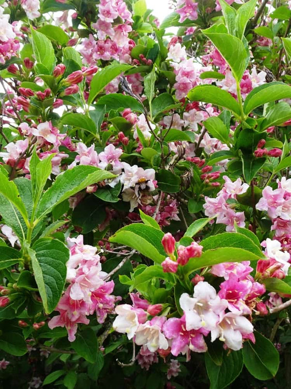 Weigela florida 'Majorie'