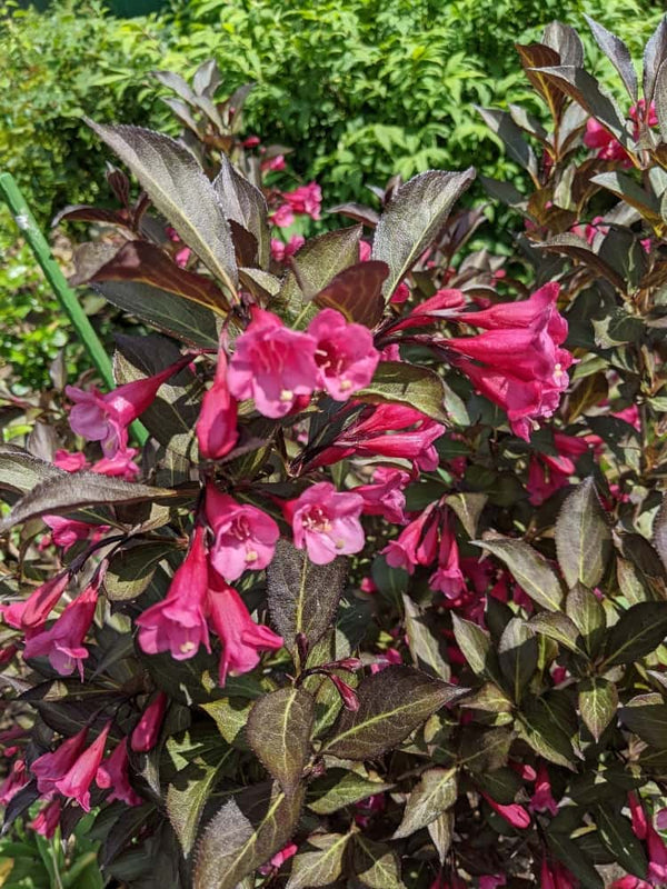 Weigela florida 'Minor Black' ®, Weigelie 'Minor Black' ® im Onlineshop der Bohlken Baumschulen