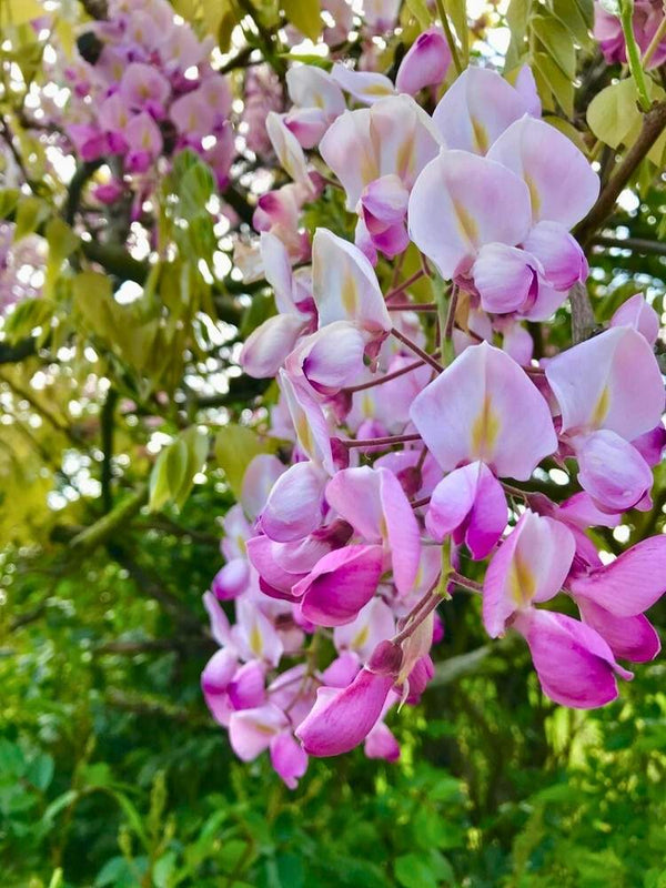 Wisteria brachybotrys 'Shiro Beni' | Blauregen 'Shiro Beni' im Onlineshop der Bohlken Bauschulen