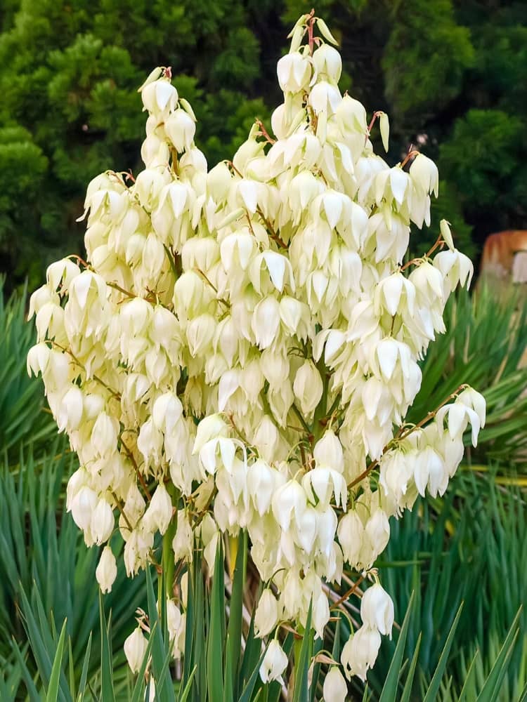 Yucca filamentosa, Palmlilie im Onlineshop der Bohlken Baumschulen