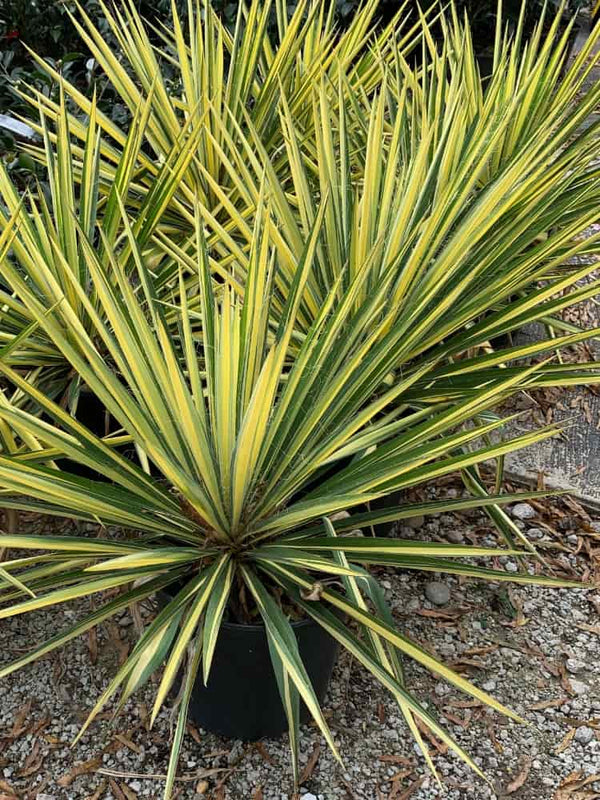 Bild von Palmlilie 'Color Guard' im Onlineshop von Bohlken Pflanzenversand GbR
