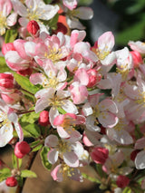 Zierapfel 'Pomzai' ®, Malus 'Pomzai' ® im Onlineshop der Bohlken Baumschulen