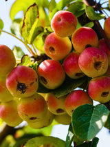 Zierapfel 'Pomzai' ®, Malus 'Pomzai' ® im Onlineshop der Bohlken Baumschulen