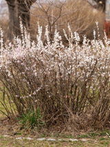 Schneeforsythie, Abeliophyllum distichum kaufen im Online-Shop der Bohlken Baumschulen
