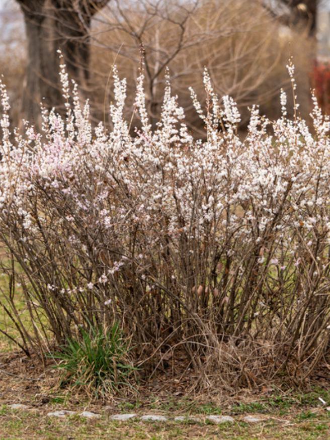 Schneeforsythie, Abeliophyllum distichum kaufen im Online-Shop der Bohlken Baumschulen