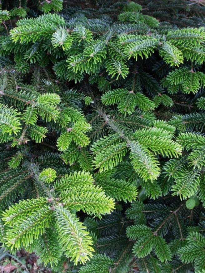 Jetzt Fraser-Tanne, Kegeltanne online kaufen bei Bohlken Pflanzenversand –  Bohlken Pflanzenversand GbR