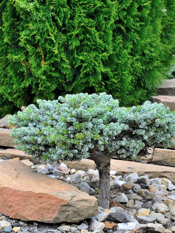 Zwerg-Koreatanne, Abies koreana 'Kohout‘s Icebreaker' kaufen im Online-Shop der Bohlken Bumschulen