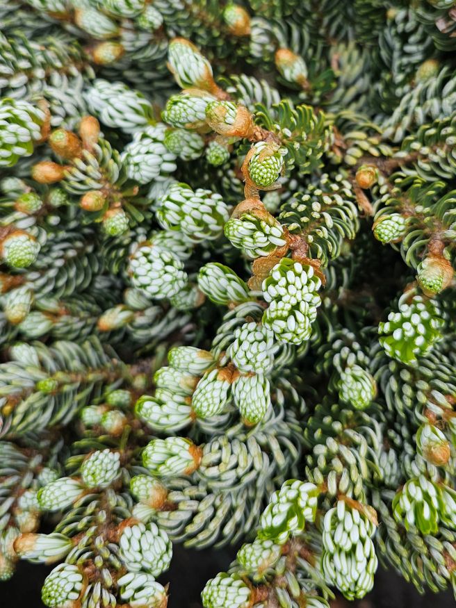 Zwerg-Koreatanne, Abies koreana 'Kohout‘s Icebreaker' kaufen im Online-Shop der Bohlken Bumschulen