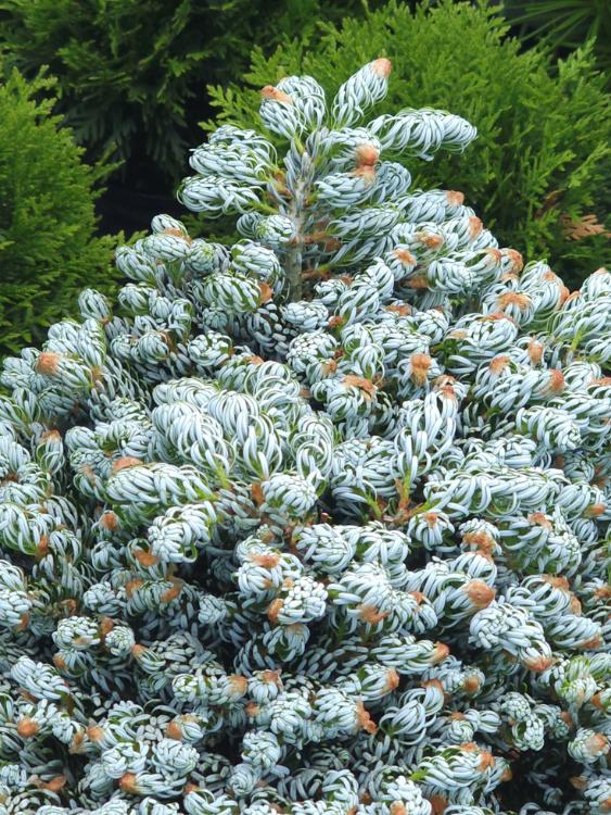Zwerg-Koreatanne, Abies koreana 'Kohout‘s Icebreaker' kaufen im Online-Shop der Bohlken Bumschulen
