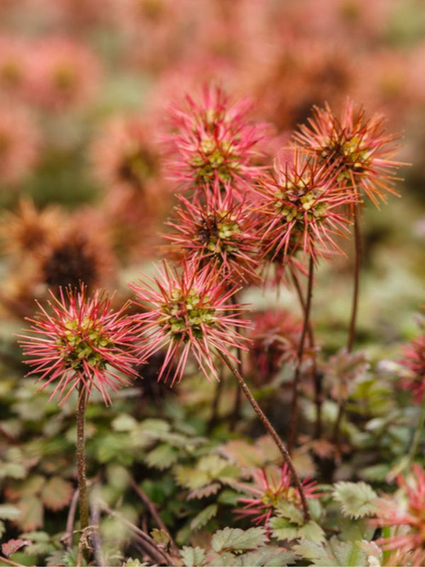 Braunblättriges Stachelnüsschen, Acaena microphylla kaufen im Online-Shop der Bohlken Baumschulen