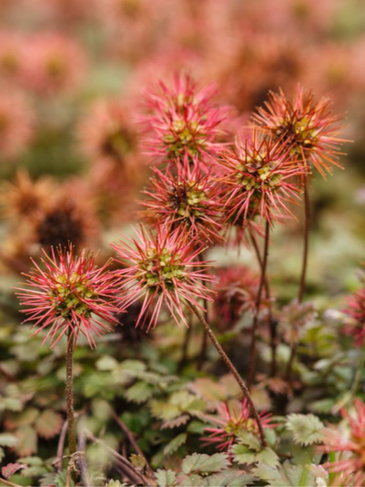 Braunblättriges Stachelnüsschen, Acaena microphylla kaufen im Online-Shop der Bohlken Baumschulen