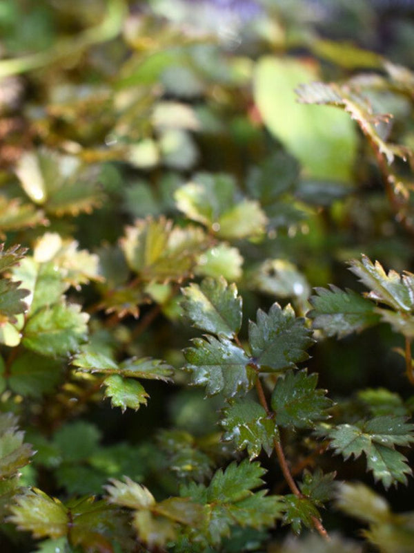 Braunblättriges Stachelnüsschen, Acaena microphylla kaufen im Online-Shop der Bohlken Baumschulen