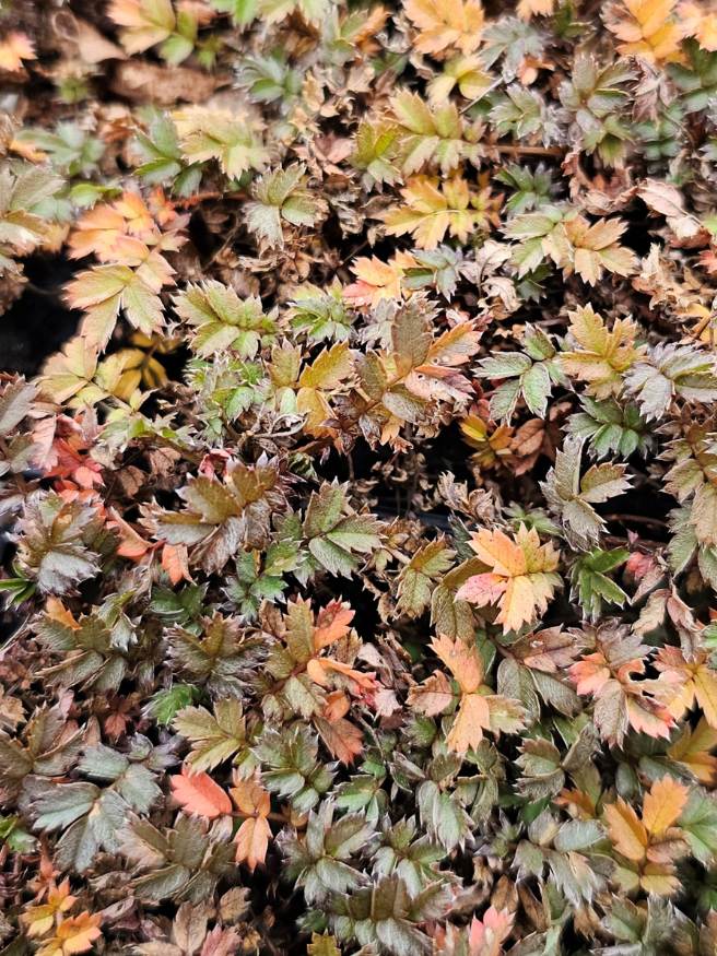 Braunblättriges Stachelnüsschen, Acaena microphylla kaufen im Online-Shop der Bohlken Baumschulen