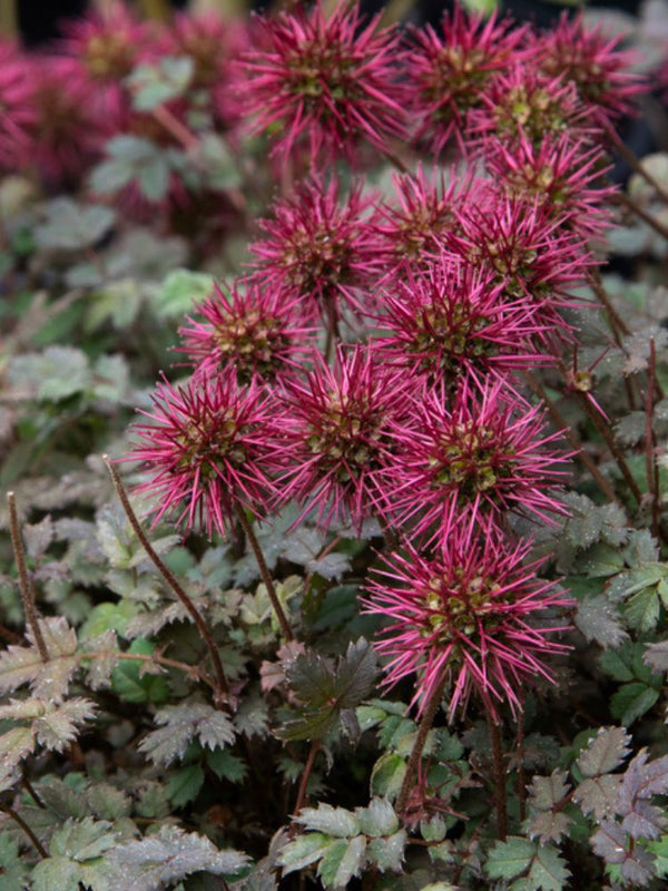 Braunrotes Stachelnüsschen, Acaena microphylla 'Kupferteppich' kaufen im Online-Shop der Bohlken Baumschulen