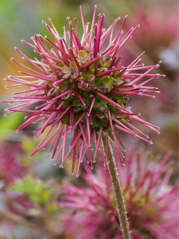 Braunrotes Stachelnüsschen, Acaena microphylla 'Kupferteppich' kaufen im Online-Shop der Bohlken Baumschulen