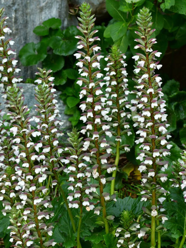 Balkan-Bärenklau, Acanthus hungaricus kaufen im Online-Shop der Bohlken Baumschulen