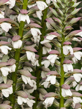 Balkan-Bärenklau, Acanthus hungaricus kaufen im Online-Shop der Bohlken Baumschulen