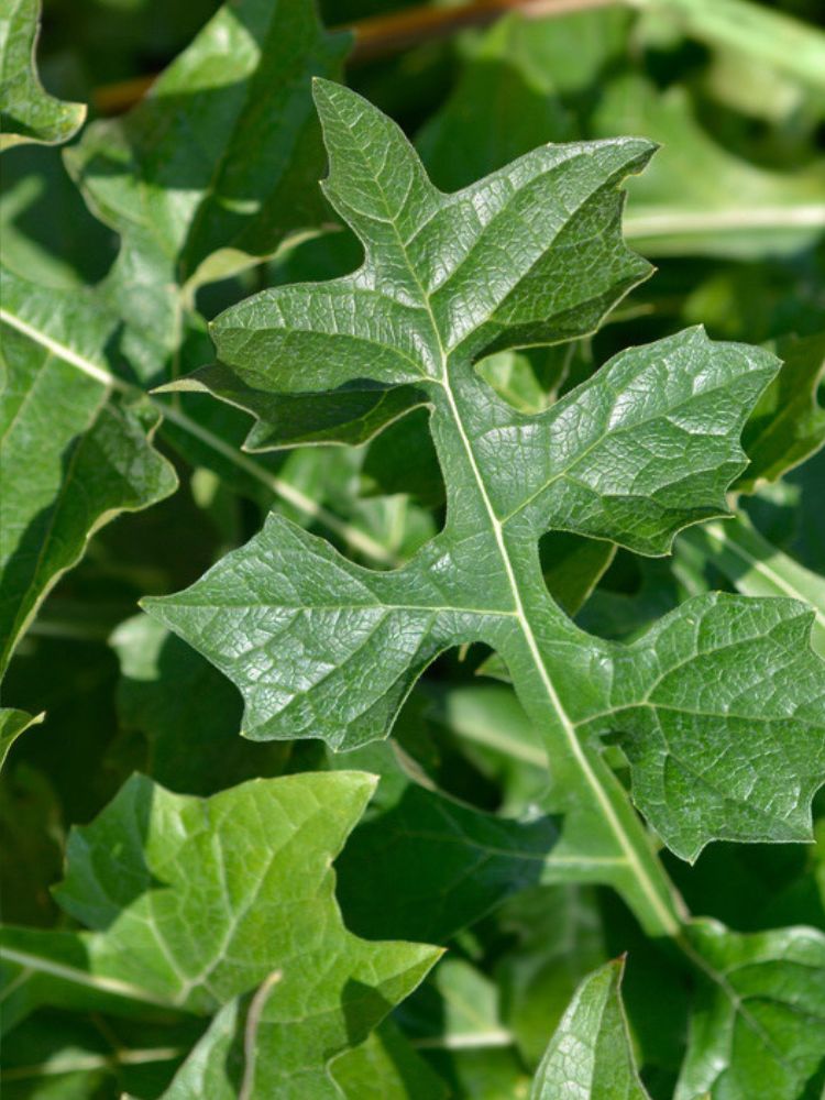 Balkan-Bärenklau, Acanthus hungaricus kaufen im Online-Shop der Bohlken Baumschulen