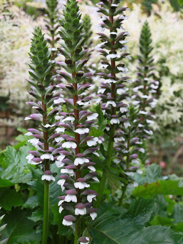 Weicher Bärenklau, Wahrer Bärenklau, Acanthus mollis kaufen im Online-Shop der Bohlken Baumschulen