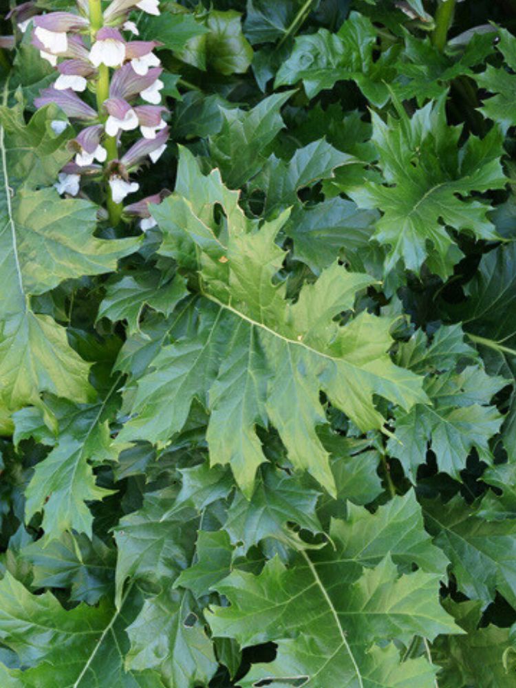 Weicher Bärenklau, Wahrer Bärenklau, Acanthus mollis kaufen im Online-Shop der Bohlken Baumschulen