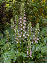 Weicher Bärenklau, Wahrer Bärenklau, Acanthus mollis kaufen im Online-Shop der Bohlken Baumschulen