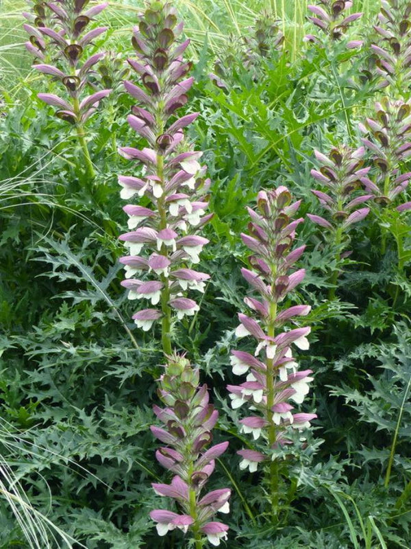 Stacheliger Bärenklau, Acanthus spinosus kaufen im Online-Shop der Bohlken Baumschulen