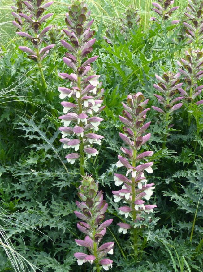 Stacheliger Bärenklau, Acanthus spinosus kaufen im Online-Shop der Bohlken Baumschulen