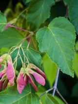 Davids-Ahorn, Schlangenhaut-Ahorn, Acer davidii kaufen im Online-Shop der Bohlken Baumschulen