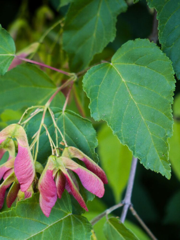 Davids-Ahorn, Schlangenhaut-Ahorn, Acer davidii kaufen im Online-Shop der Bohlken Baumschulen